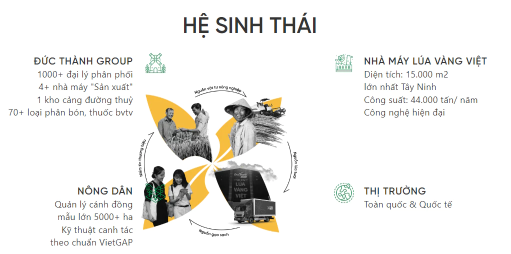 Gạo Lúa Vàng Việt